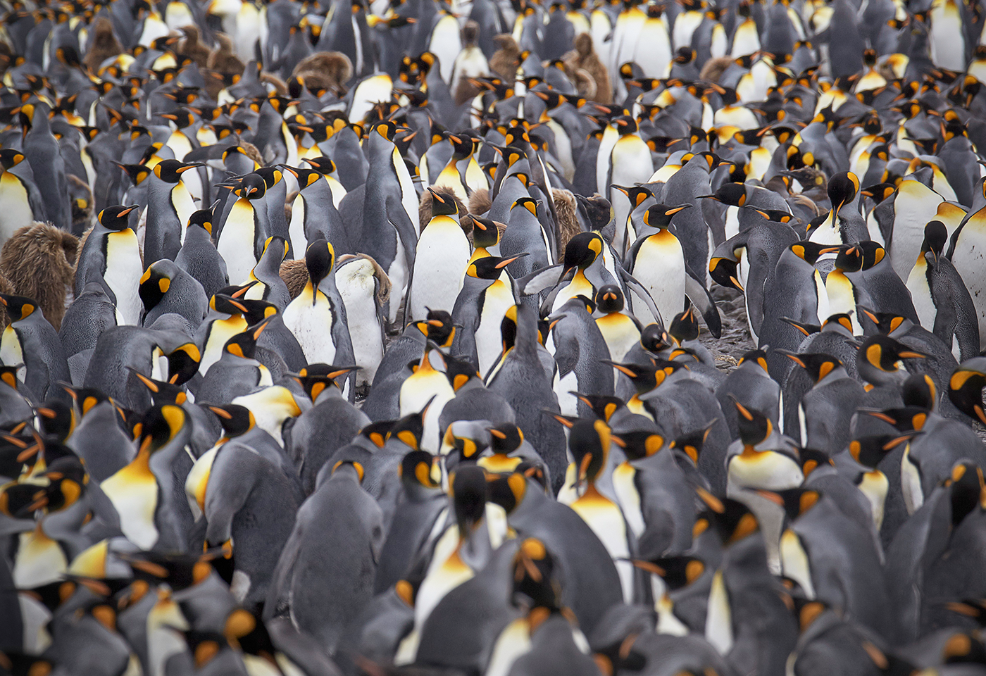 Peter Eastway Antarctica