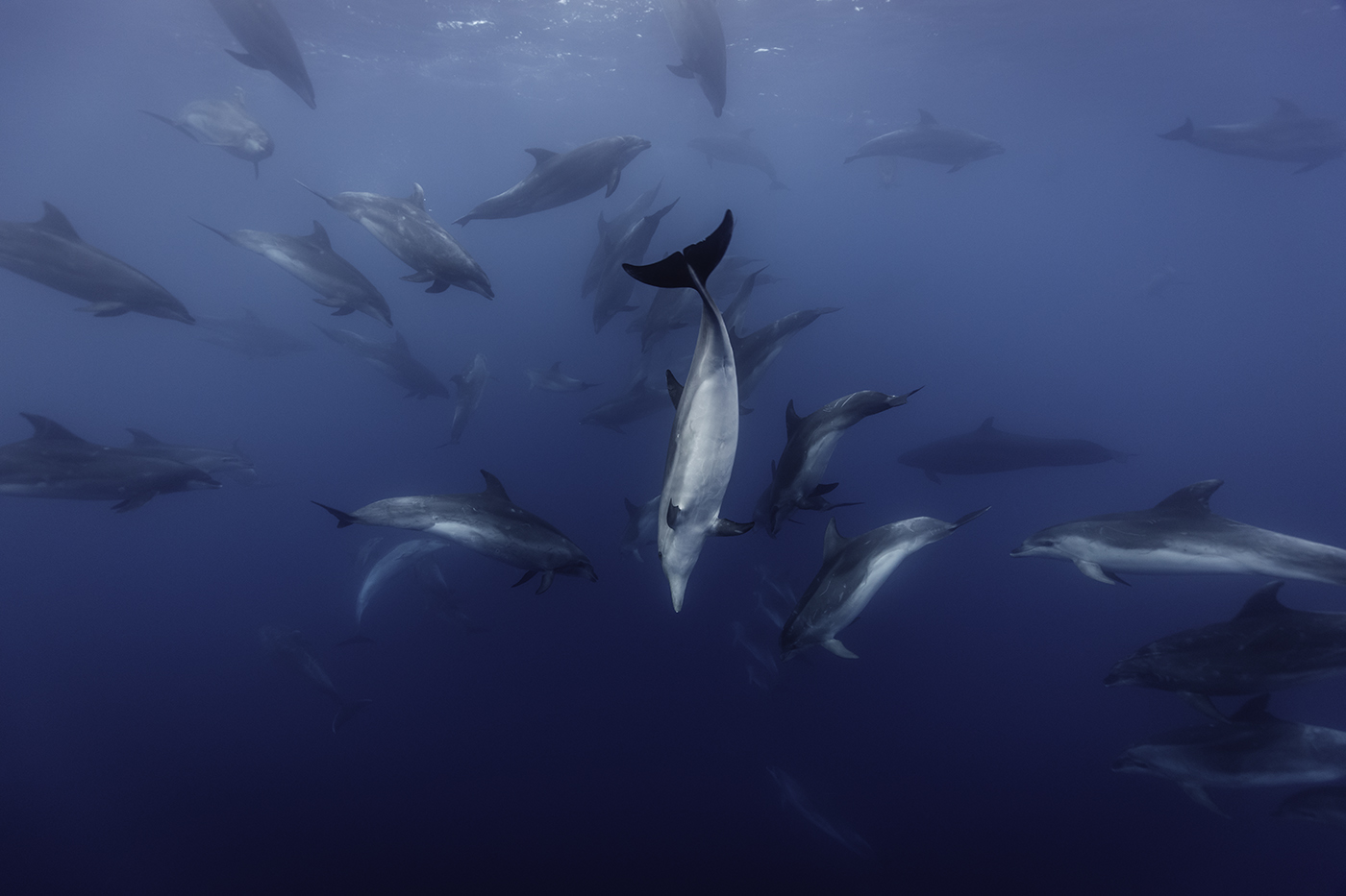 Richie Robinson Swimming Dolphins